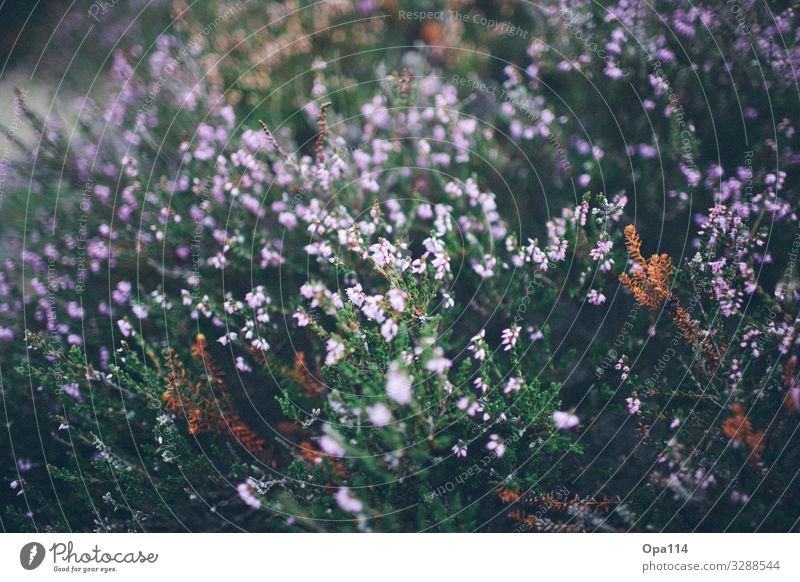 broom heather Environment Nature Plant Animal Summer Foliage plant North Sea Island Blossoming Faded Green Violet Pink "Sylt Heather" Colour photo Exterior shot
