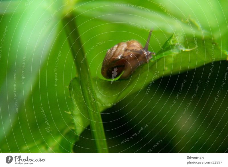 The snake Leaf Green Snail shell Slowly House (Residential Structure) Macro (Extreme close-up)