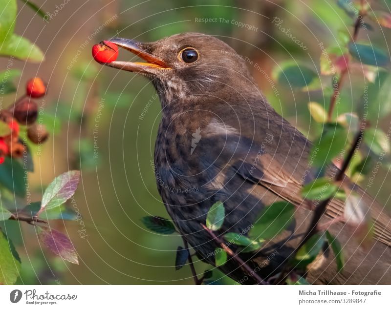 Blackbird with berry in beak Nature Animal Sun Sunlight Beautiful weather Tree Bushes Leaf Berries Twigs and branches Wild animal Bird Animal face Wing Head