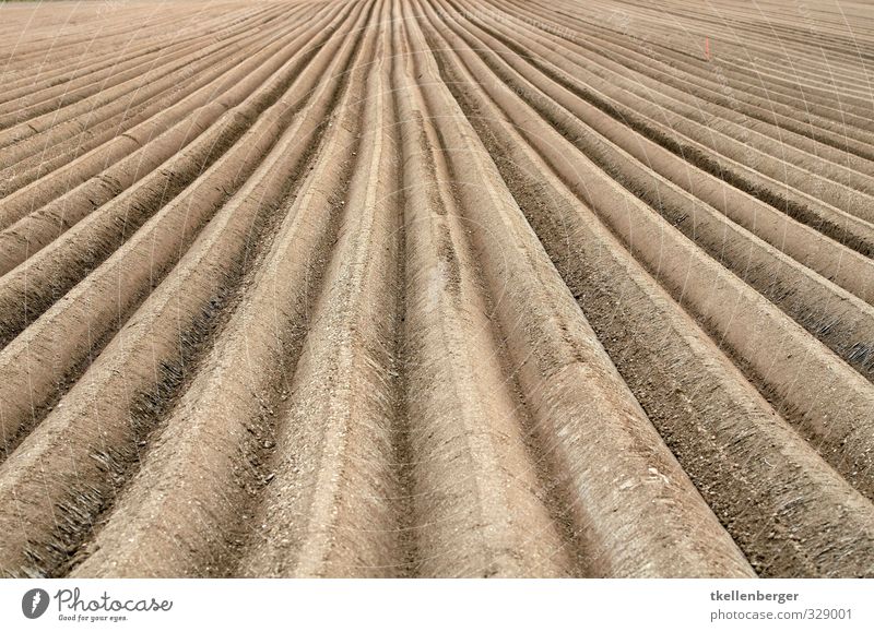 furrow Nature Earth Field Brown Agriculture Arable land Sowing Farmer Farm worker Escape Plow Furrow Cervice Pick Colour photo Exterior shot Detail Abstract