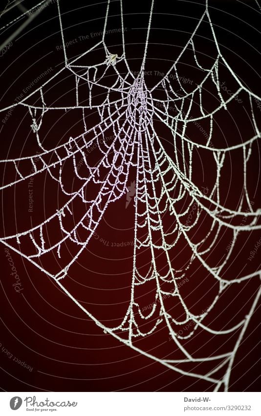 The icemen are at the door icehall chill Frost Spider's web Winter Pattern White Ice Nature Frozen Deserted Structures and shapes Freeze Detail Colour photo