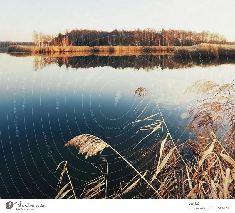Free floating Environment Nature Landscape Plant Air Water Cloudless sky Horizon Winter Beautiful weather Reeds Forest Island Pond Lake Calm Idyll