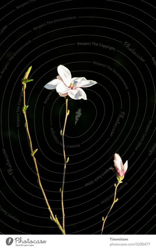 Magnolia shows three states magnolia Magnolia tree Magnolia blossom bud Nature Blossom Spring Magnolia plants White Green Black Blossoming