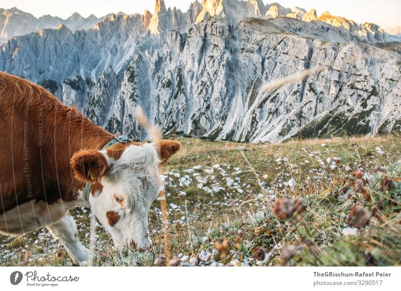 Sunrise at the Auronzo hut Peak South Tyrol Hiking Vantage point Mountain Alps Nature Landscape Panorama (View) Dolomites Rock Relaxation Sky Vacation & Travel