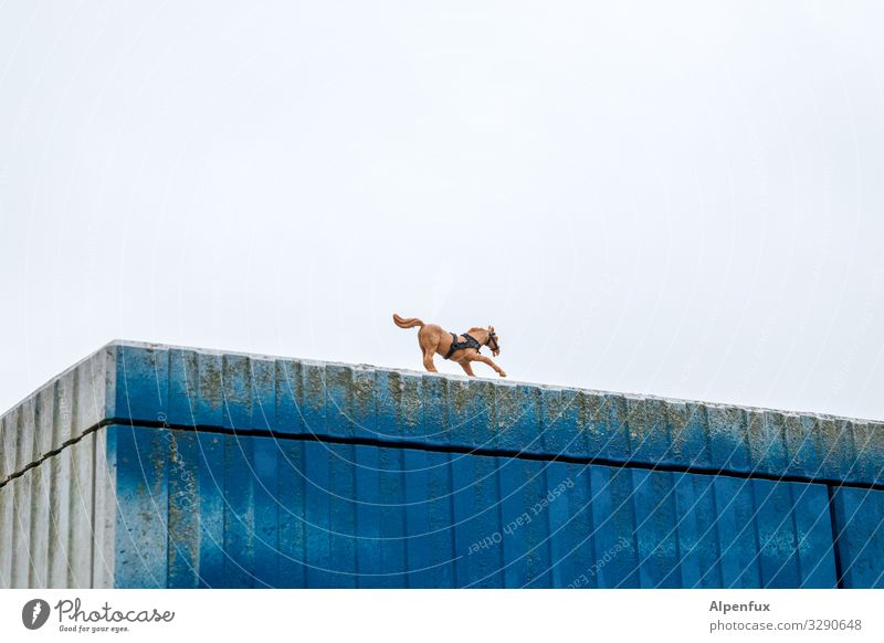 farsighted | horse on the horizon Animal Horse 1 Walking Running Brash Wild Adventure Movement Threat Happy Whimsical Surrealism Dream Change Lanes & trails