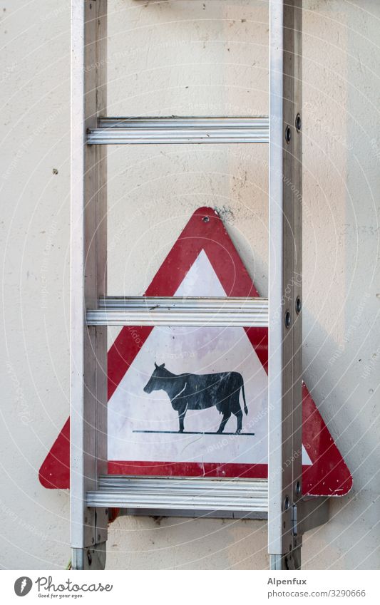 Attention oncoming traffic ! Animal Farm animal Cow Ladder Signage Warning sign Road sign Caution Fear of heights Dangerous Adventure Surprise Warning label