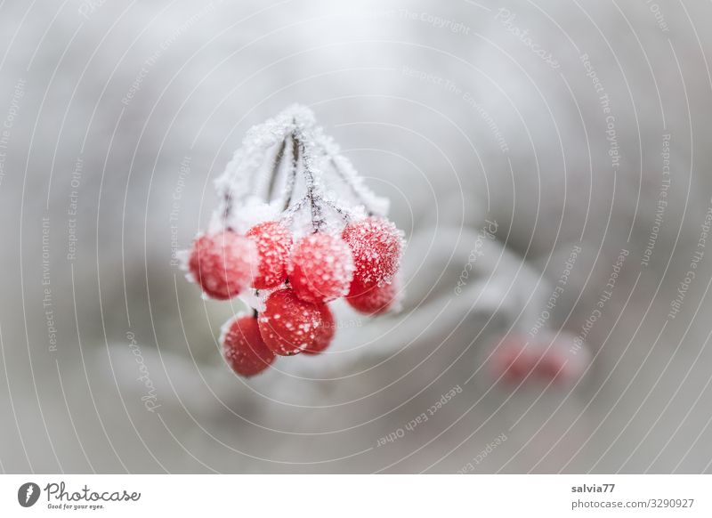 White berries Stock Photos, Royalty Free White berries Images