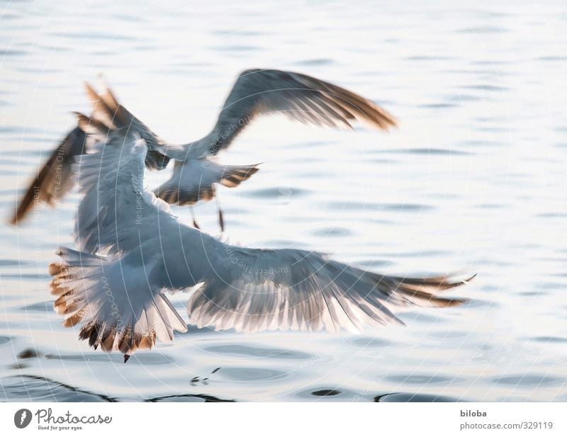 waterfowls Animal Water Waves North Sea Seagull 2 Wing Flying Blue Gray up and away Deserted Day Sunlight Motion blur Bird's-eye view Animal portrait Downward