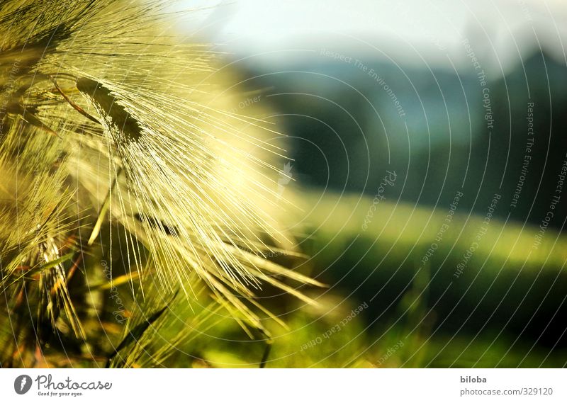 sun-ripened Food Grain Nutrition Organic produce Nature Plant Field Yellow Gold Green Ear of corn Crops Agriculture Mature Sunlight Quality Country life