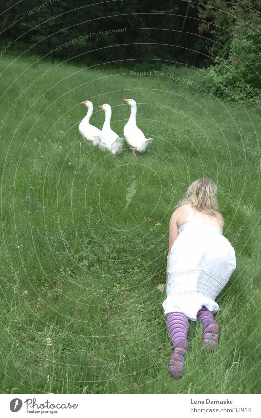 goose maid Meadow Goose Summer Animal Grass Transport Nature