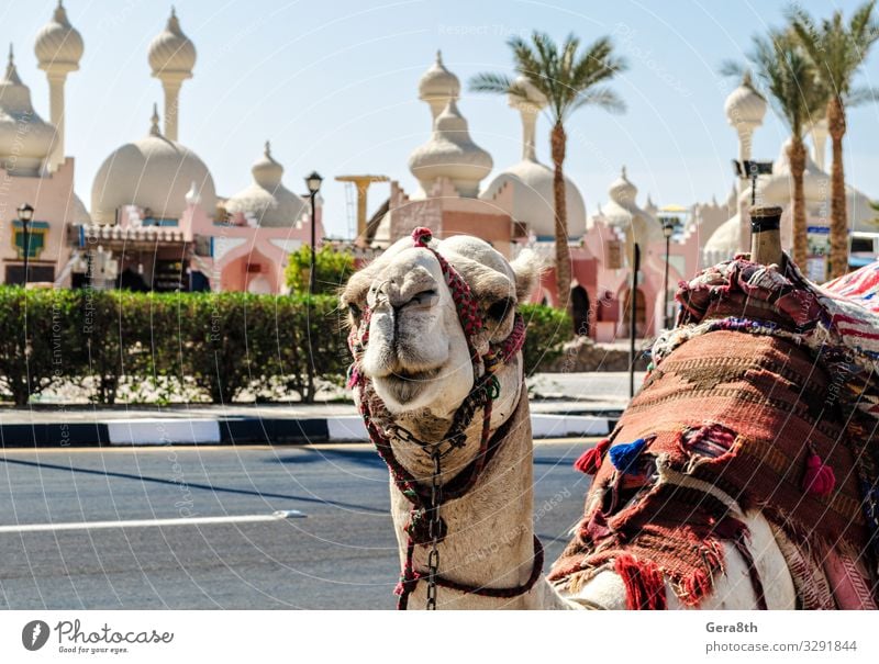 A riding camel in a bright blanket on the sunny street of Egypt Exotic Vacation & Travel Tourism Entertainment Animal Oasis Architecture Transport Street Cloth
