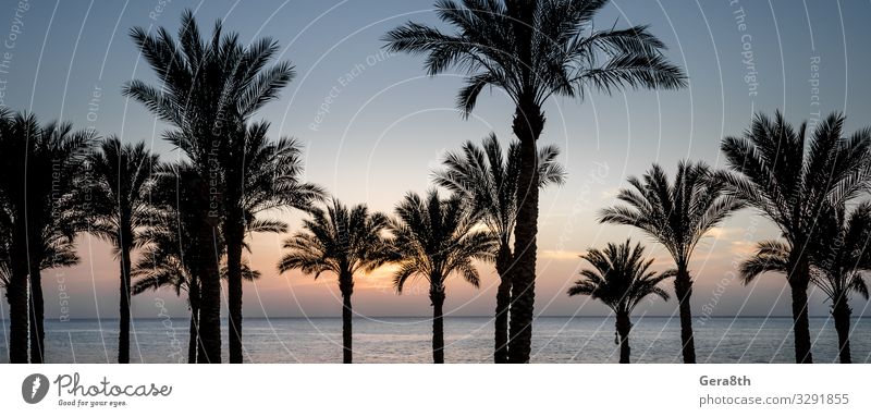 silhouette of palm trees and the Red Sea in Egypt Relaxation Vacation & Travel Summer Sun Beach Ocean Waves Fingers Nature Landscape Plant Clouds Climate Tree