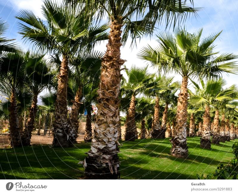 palm alley and green trimmed lawn Egypt Sharm El Sheikh Vacation & Travel Sun Sky Tree Grass Leaf Park Street Green South Sinai Alley background Blue sky