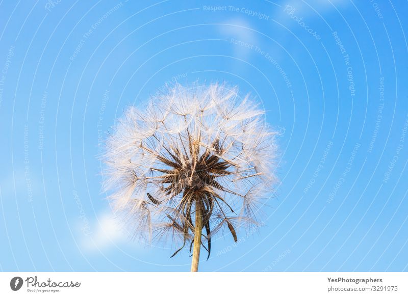 Dandelion against blue sky. Mature dandelion. Summer flower Environment Plant Flower Blossom Growth Natural Cute Loneliness blowball Blue background Blue sky