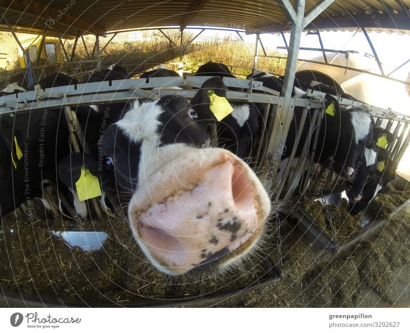 Peekaboo - Cattle sniffs curiously Vacation & Travel Agriculture Forestry Farm animal Cow Animal face Group of animals Herd Looking Milk Dairy Products Cheese