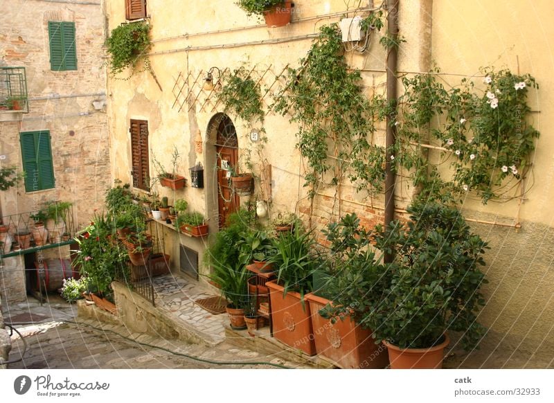 Tuscan entry Living or residing House (Residential Structure) Garden Plant Flower Bushes Small Town Building Door Stand Old Authentic Cliche Entrance Italy