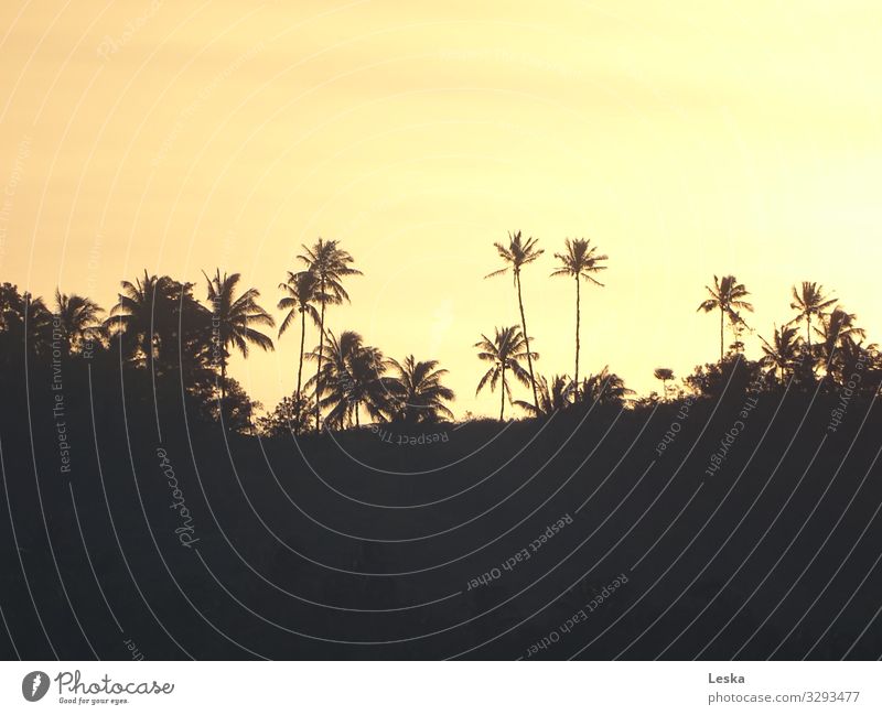 Palm silhouettes 1 Vacation & Travel Sun Nature Sunrise Sunset Sunlight Palm tree Forest Virgin forest Yellow Black Moody Subdued colour Exterior shot