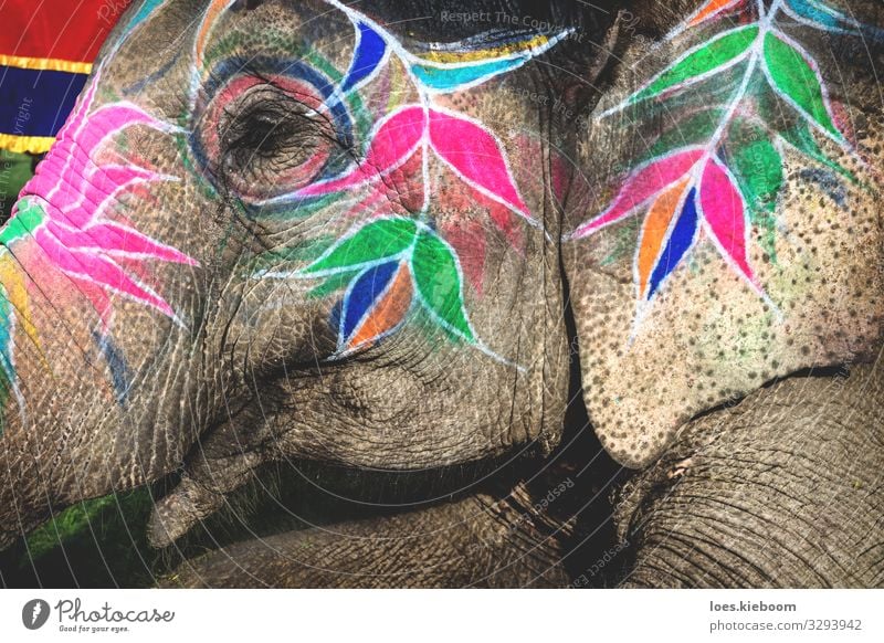 Holi elephant at Elephant Festival in Jaipur, Rajasthan, India Design Vacation & Travel Event Culture Animal Animal face 1 Feasts & Celebrations Exotic Blue