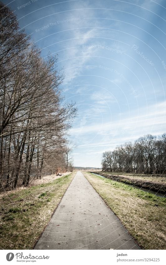 straight as a die. Nature Landscape Sky Tree Field Traffic infrastructure Cycling Lanes & trails Line Peaceful Calm Relaxation Horizon Avenue Row of trees