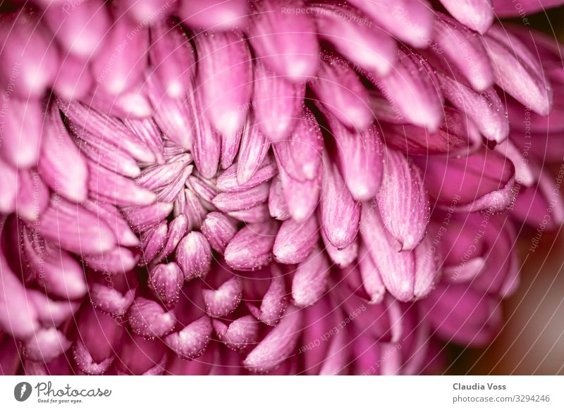 open flower of a chrysanthemum old pink Nature Plant Summer Autumn Blossom Chrysanthemum Esthetic Authentic Exceptional Together Beautiful Uniqueness Positive