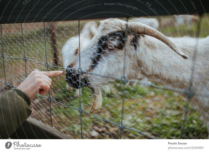 Woman finger touching goat Lifestyle Human being Hand Environment Nature Animal Farm animal Goats Observe Touch Vacation & Travel Authentic Natural Curiosity