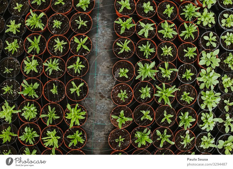 Potted Plants view from above Environment Nature Uniqueness Natural Above Beginning Business Sustainability Arrangement Planning Environmental protection Growth