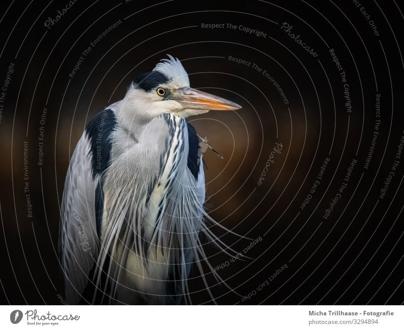 Grey Heron Portrait Nature Animal Sunlight Beautiful weather Coast Lakeside River bank Wild animal Bird Animal face Wing Grey heron Beak Head Eyes Feather