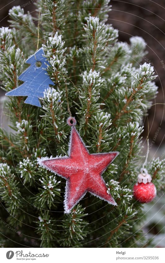 Fir branches with Christmas decoration and hoarfrost Christmas & Advent Environment Nature Plant Winter Ice Frost Tree Fir tree Decoration Star (Symbol)