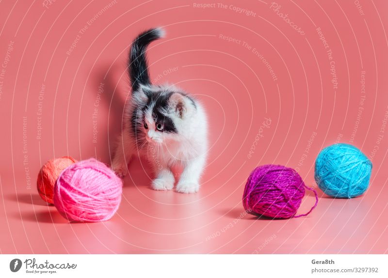 kitten with multi-colored balls of woolen threads Ball Work and employment Craft (trade) Cat Bright Pink adopt adopt a cat adopt a kitten adopted adoption
