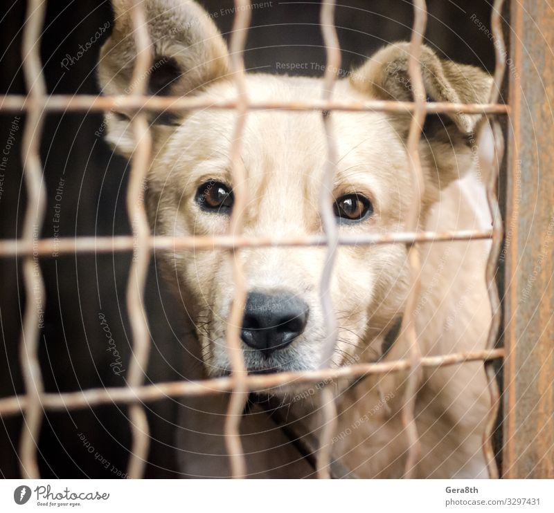 purebred puppy behind bars in a shelter Animal Elements Pet Dog Animal face 1 Emotions Hope Accommodation adopt Animal shelter asylum birdcage Cage cell cellule