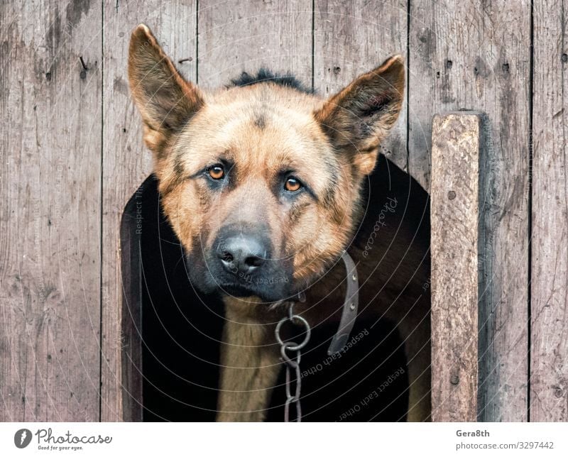 german shepherd on a chain in a wooden doghouse Roll Adults Animal Fur coat Pet Dog Wood Old Observe German German Shepherd Dog Breed chain dog collar eye eyes