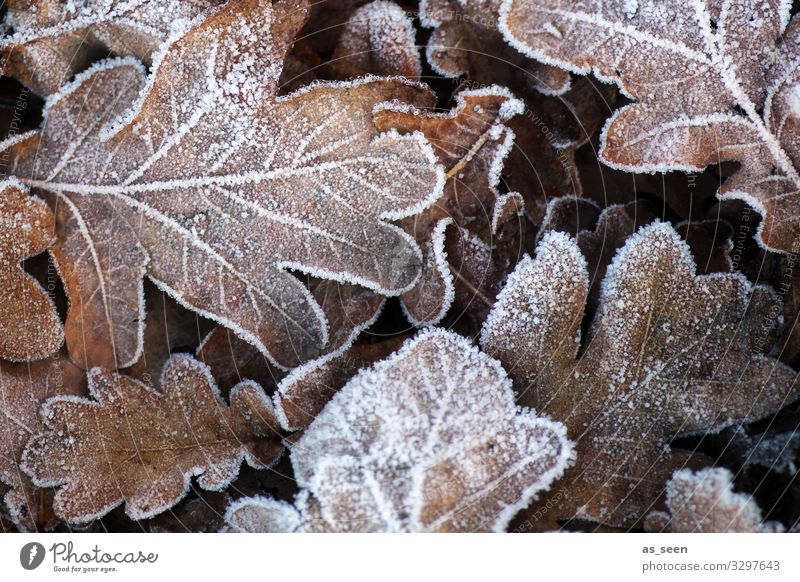 First frost Funeral service Environment Nature Elements Autumn Winter Climate Weather Ice Frost Plant Leaf Oak leaf Oak tree Autumn leaves Garden Park Old