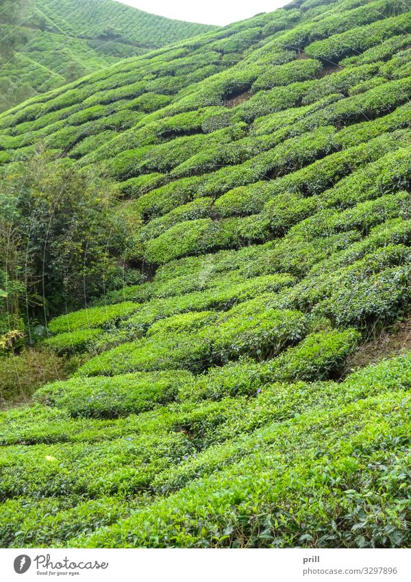 Tea plantation in Malaysia Mountain Agriculture Forestry Landscape Plant Bushes Field Hill Juicy Green cameron highlands Malaya pahang planting Arable land