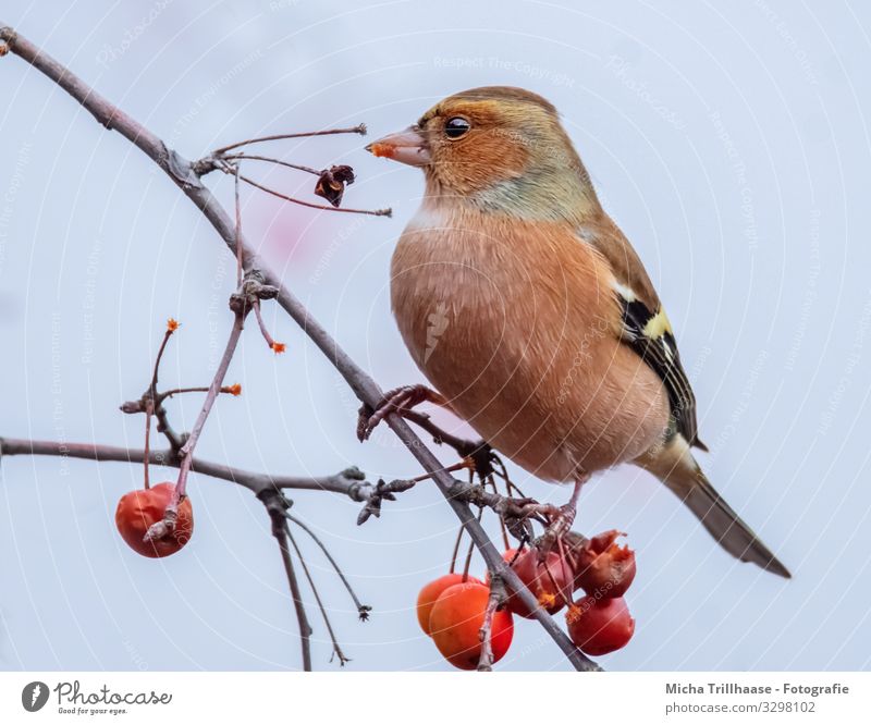 Eating chaffinch in a tree Nature Plant Animal Sky Sunlight Beautiful weather Tree Berries ornamented apple Twigs and branches Wild animal Bird Animal face Wing