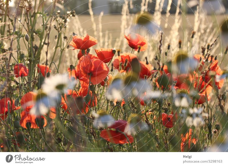 Poppies, margarites and grasses against the light Environment Nature Plant Summer Beautiful weather Flower Grass Blossom Wild plant Poppy blossom Field