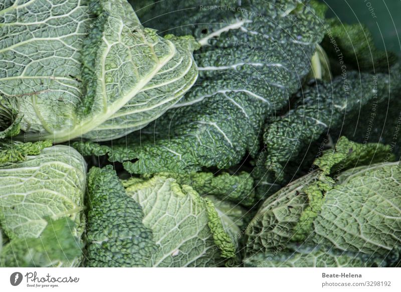 Savoy cabbage: the healthy source of nutrients Source of nutrients Vegetable Green Nutrition Food Vegetarian diet Organic produce Healthy Healthy Eating