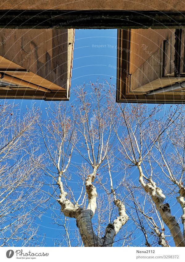 far view | view upwards Town Wall (barrier) Wall (building) Facade Blue Sky Tree American Sycamore Provence Southern Winter Cold Blue sky Beautiful weather