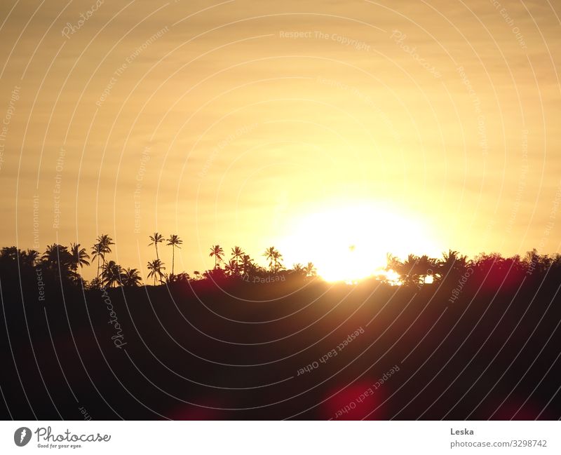 Palm silhouettes 2 Plant Sky Sunrise Sunset Sunlight Summer Palm tree Forest Virgin forest Exotic Yellow Black Colour photo Exterior shot Deserted Evening Light