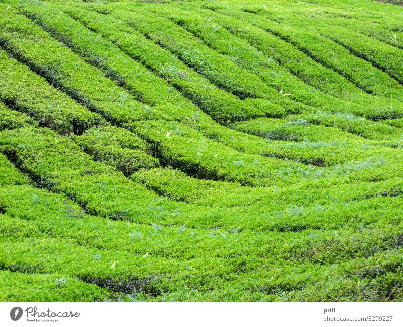Tea plantation in Malaysia Agriculture Forestry Landscape Plant Bushes Field Hill Juicy Green cameron highlands Malaya pahang planting Arable land Crops