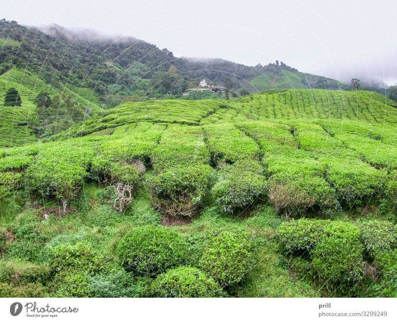 Tea plantation in Malaysia Mountain Agriculture Forestry Landscape Plant Fog Bushes Field Hill Juicy Green cameron highlands Malaya pahang planting Arable land