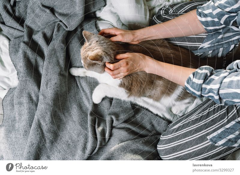 Woman petting her british breed cat in bed Autumn Bed Bedclothes Blanket Duvet Bonding Cat Caucasian comfy Cozy Cute flatlay Fur coat Hand Home hygge Lifestyle