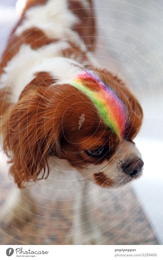 dog Style Work of art Hair and hairstyles Punk Animal Pet Dog Animal face Pelt 1 Stripe Cool (slang) Multicoloured Rainbow Colour photo Exterior shot
