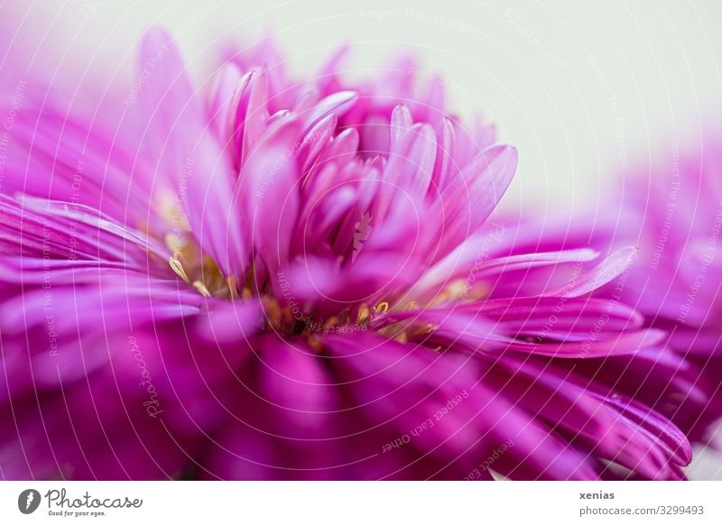 Pink Aster in close-up Decoration Nature Plant Flower Blossom flower basket Blossoming Beautiful Yellow White Blossom leave Stamen xenias Studio shot Detail