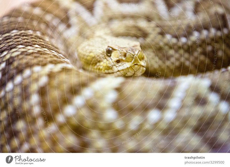 cobra Snake Cobra To feed Poison Threat Caution Colour photo Blur Shallow depth of field