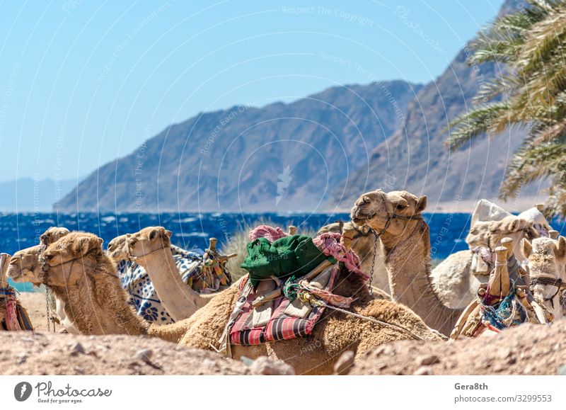 landscape with a caravan lying camels in Egypt Dahab Exotic Vacation & Travel Tourism Summer Beach Ocean Mountain Nature Landscape Sand Horizon Grass Rock Coast