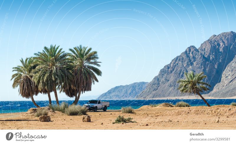 car under the palm trees on the Red Sea in Egypt Relaxation Vacation & Travel Tourism Summer Beach Ocean Waves Mountain Nature Landscape Plant Sand Sky Tree