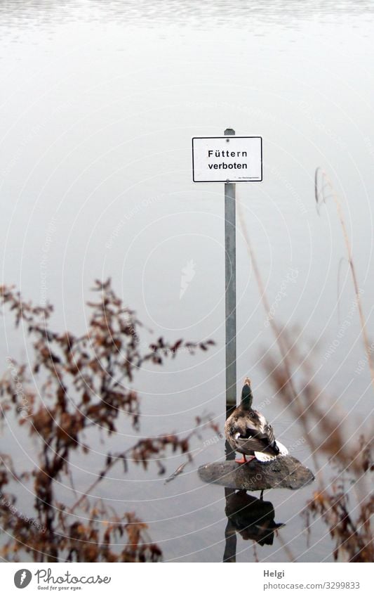 Duck looks in disbelief at the sign "No feeding Environment Nature Landscape Plant Animal Water Winter Fog Grass Bushes Twig Lakeside Wild animal 1 Metal