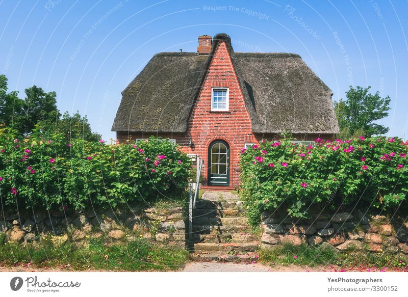 Red brick Frisian house with roses hedge on Sylt island. Luxury Summer House (Residential Structure) Dream house House building Landscape Sunlight Spring Flower