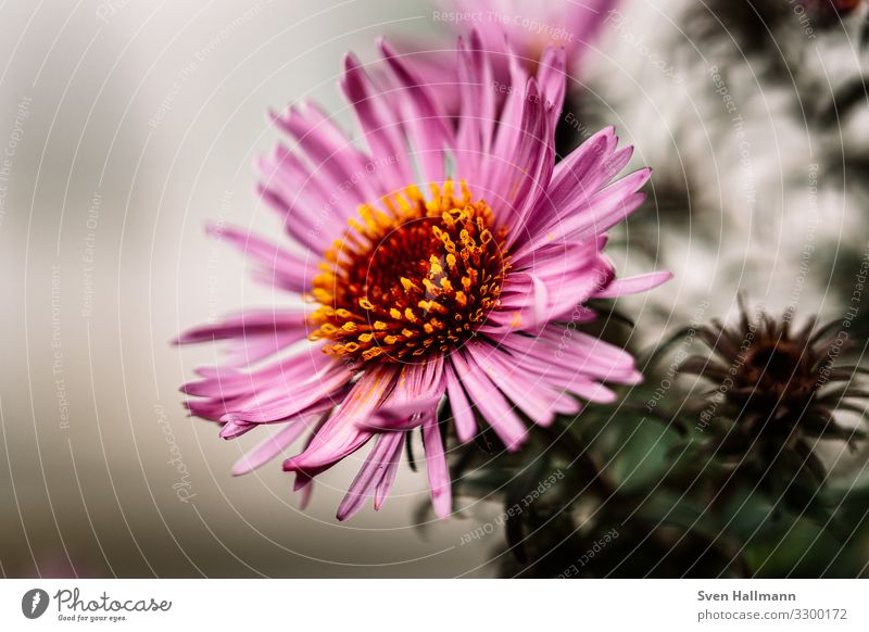 Macro of a Aster Flower Pink Blossoming Plant Blossom leave Beautiful Nature Autumn Natural Exterior shot Garden Violet Macro (Extreme close-up) Decoration