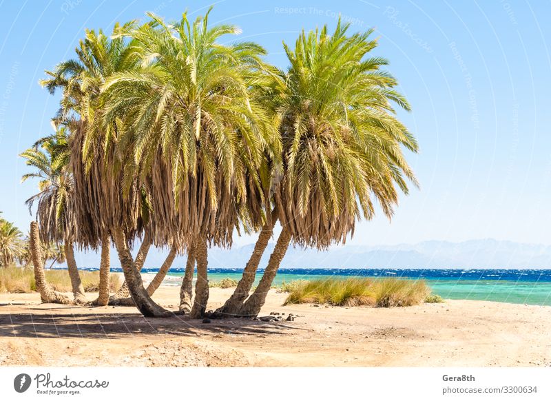 palm trees by the sea against the backdrop of mountains in Egypt Exotic Vacation & Travel Tourism Summer Beach Ocean Waves Mountain Nature Landscape Plant Sand